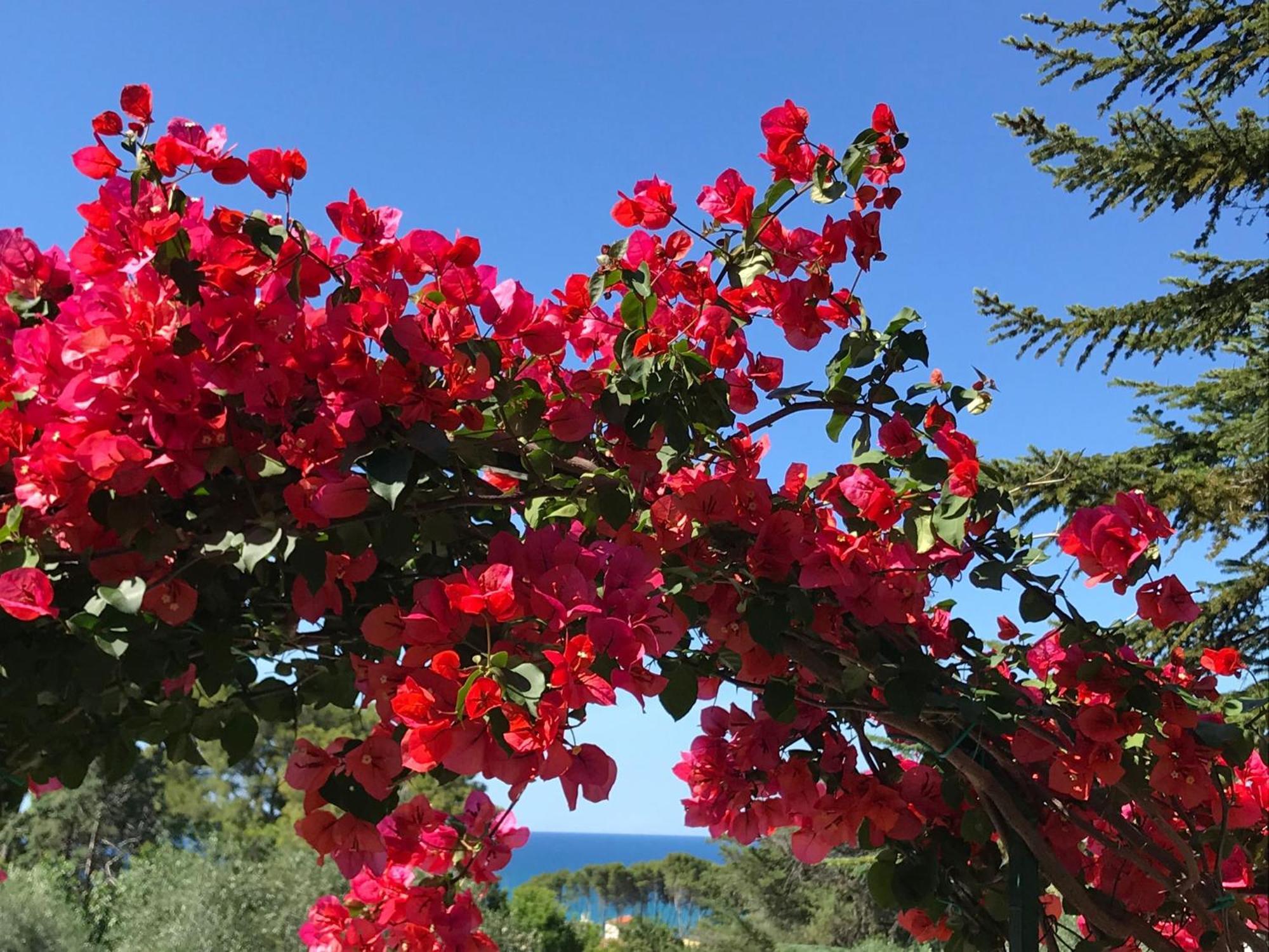 Camping Villaggio Internazionale 산 메나이오 외부 사진